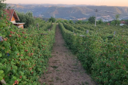 Raspberry field